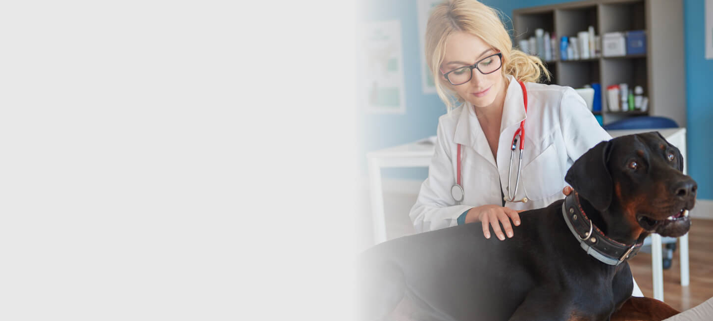 Making Vets' Lives Easier