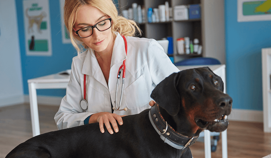 Peaceful Pets - Making Vets' Lives Easier
